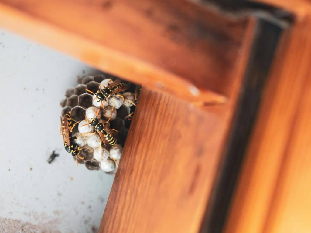 Bees, Wasps, & Hornets 1 Up close photo of a wasps nest