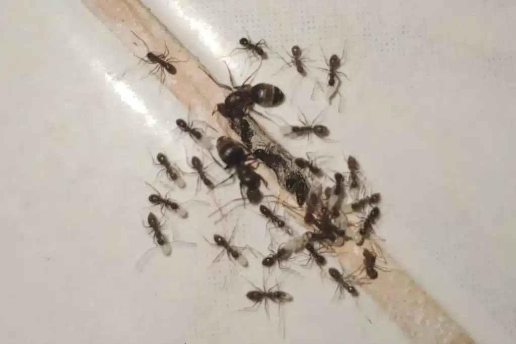 Colony of Ants
