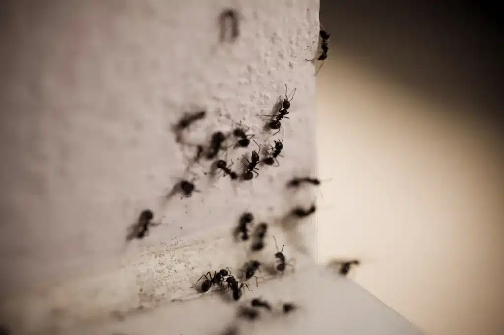 Group of Ants