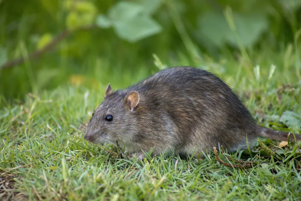 Rats 1 photo of a rat in the grass
